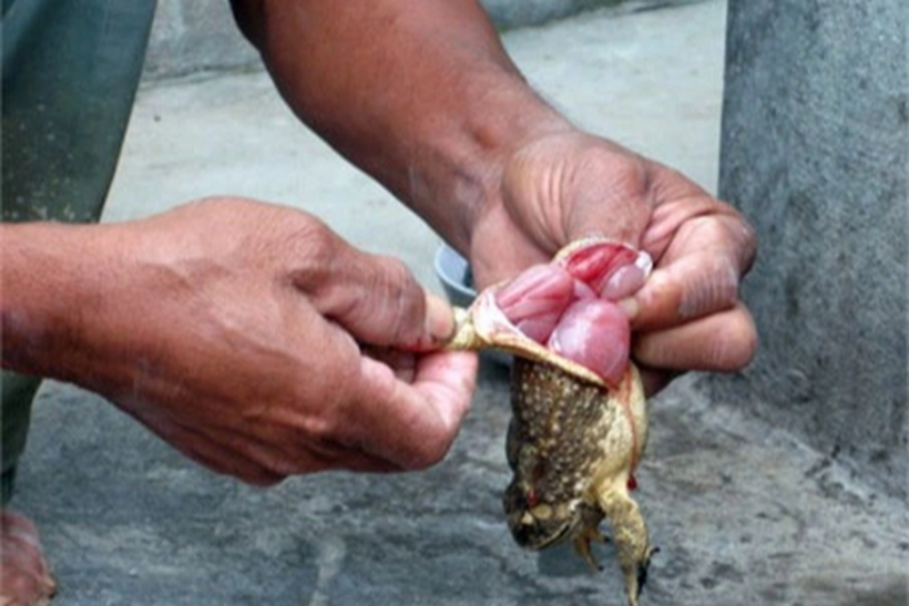 Ăn thịt cóc tiềm ẩn nhiều nguy cơ rủi ro gây ngộ độc. Ảnh: Dân Trí