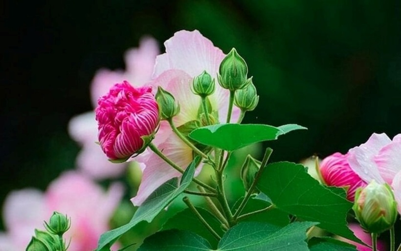 Hoa phù dung nở đẹp nhưng chóng tàn. Ảnh minh họa