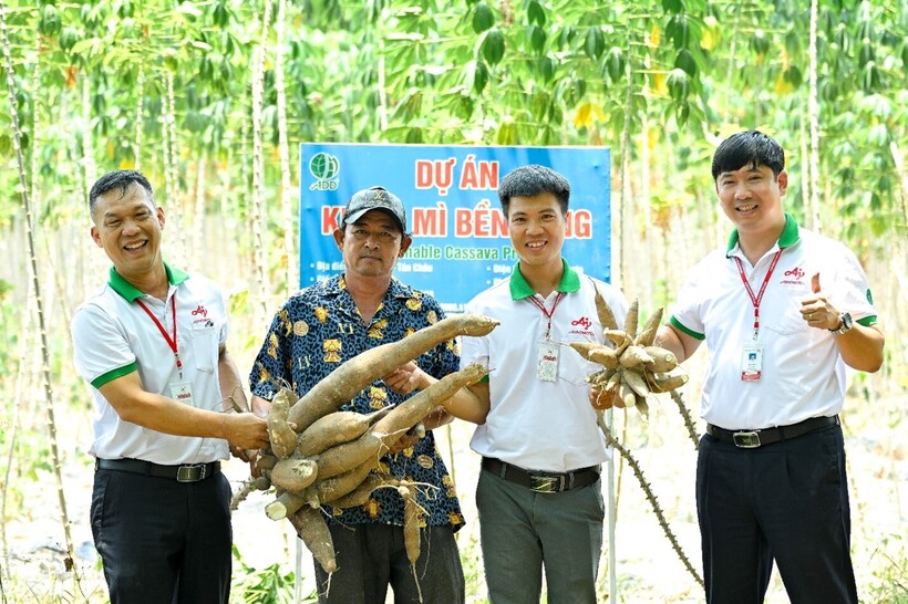 Dự án Khoai mì bền vững giúp người nông dân tăng năng suất khoai mì, cải thiện thu nhập.