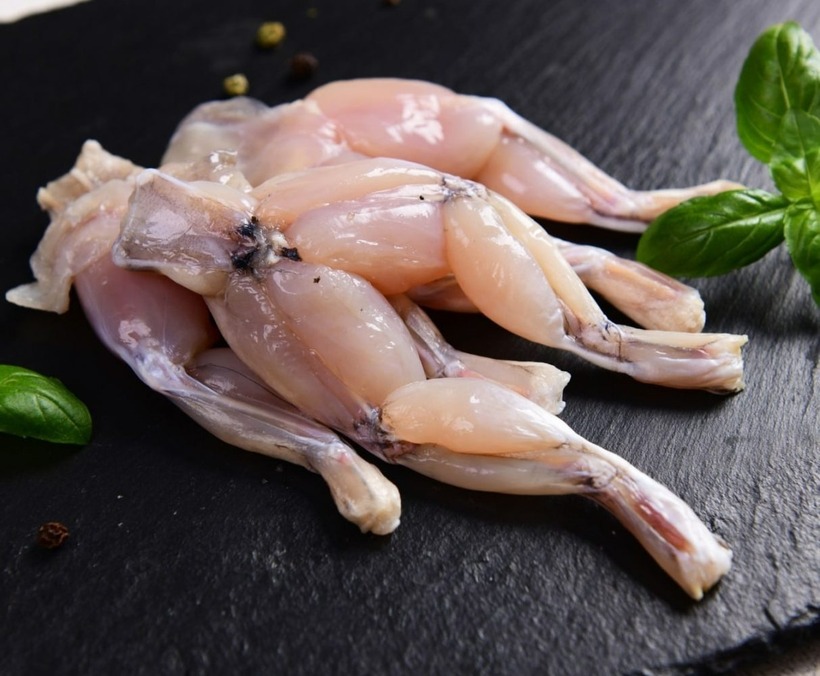 Bên cạnh giá trị dinh dưỡng, thịt cóc cũng tiềm ẩn những nguy cơ ngộ độc nếu không được chế biến và sử dụng đúng cách.