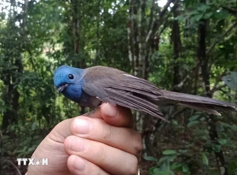 Cá thể chim oanh đuôi cụt lưng xanh (Tarsiger cyanurus).