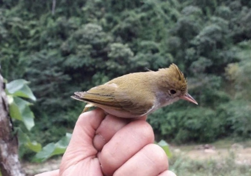 Khướu mào bụng trắng (Erpornis zantholeuca).