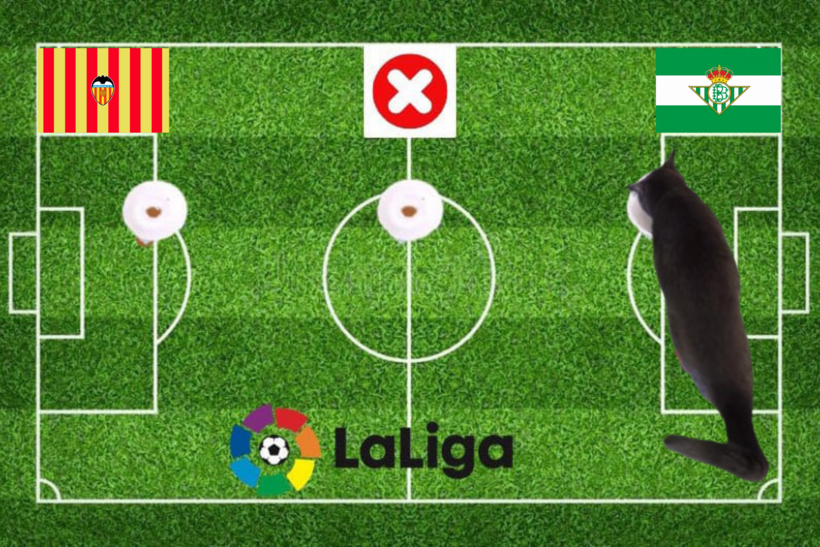 Dự đoán của chú mèo tiên tri trước trận Valencia vs Real Betis
