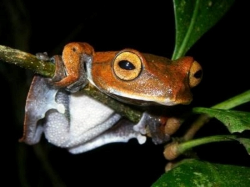 Loài nhái Rhacophorus vampyrus dài khoảng 5cm và chỉ sống duy nhất tại các khu rừng nhiệt đới ở miền Nam Việt Nam.