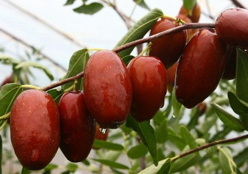 Một số người có thể gặp phải tình trạng lo lắng, bồn chồn sau khi ăn quá nhiều táo đỏ.