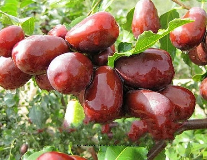 Táo đỏ chứa một lượng đường tự nhiên đáng kể.