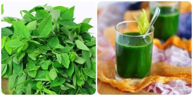 . Trong y học cổ truyền, rau ngót còn được xem như một vị thuốc quý với nhiều tác dụng chữa bệnh.