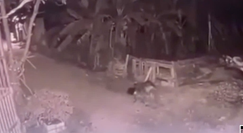 Hiện trường vụ việc bé gái bị chó cắn tử vong thương tâm. Ảnh chụp màn hình