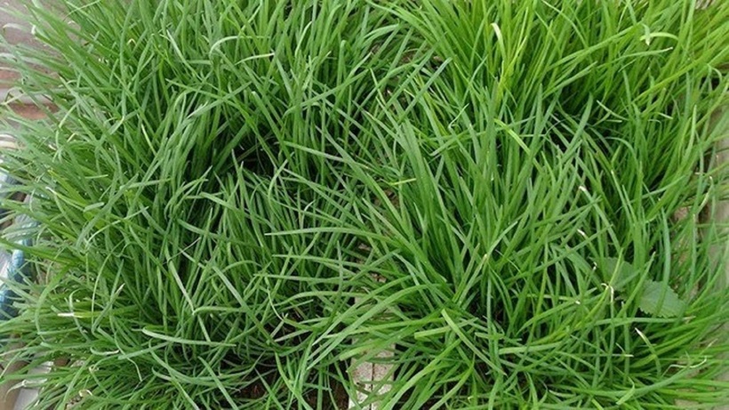 Lá hẹ từ lâu đã được sử dụng để hỗ trợ điều trị các bệnh lý liên quan đến đường hô hấp, đặc biệt là ho, viêm họng, và cảm lạnh.