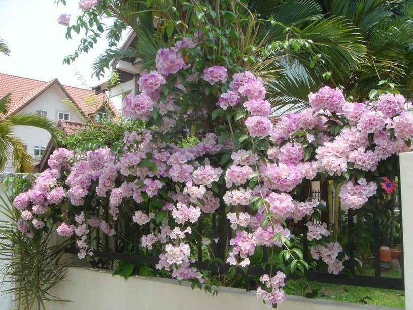Loại cây đuổi rắn hiệu quả đầu tiên được giới thiệu chính là hoa lan tỏi.