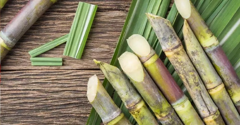 Cây mía được dùng để chữa trị nhiều triệu chứng như sốt, ho khan, mất nước, táo bón, và thậm chí hỗ trợ trong việc phục hồi sức khỏe sau bệnh.