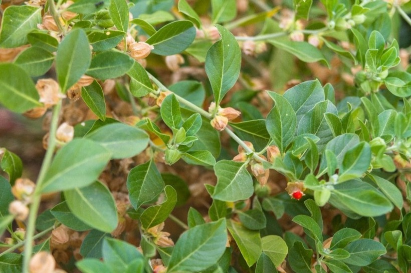 Ashwagandha là loại thảo dược rất tốt cho sức khỏe, chữa yếu sinh lý. Ảnh minh họa