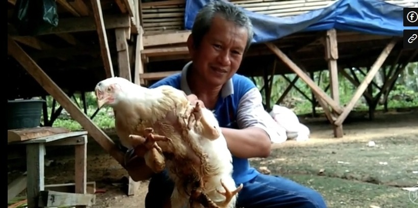 Một con gà dị biệt với 4 chân đã được phát hiện tại làng Taratak, huyện Agam, tỉnh Tây Sumatra, Indonesia.
