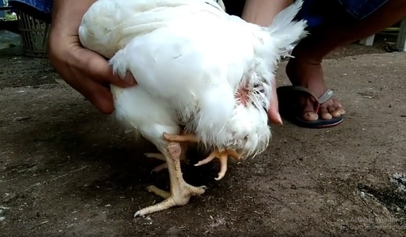 Mặc dù có thêm một cặp chân mọc gần đuôi, con gà vẫn khỏe mạnh và phát triển bình thường.