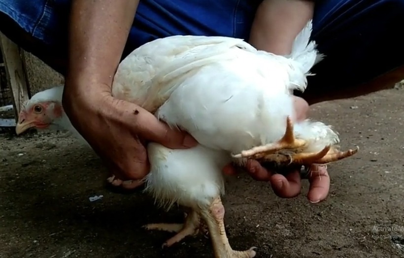 Giáo sư động vật học Kamlesh Ahirwar cho biết, ngoài hội chứng polymelia, chứng dipygus cũng có thể là nguyên nhân khiến con vật mọc thêm chi. Dipygus là một dạng dị tật bẩm sinh hiếm gặp, khiến cơ thể động vật bị chia đôi một phần hoặc toàn bộ, dẫn đến sự hình thành các bộ phận thừa như chân hoặc tay.