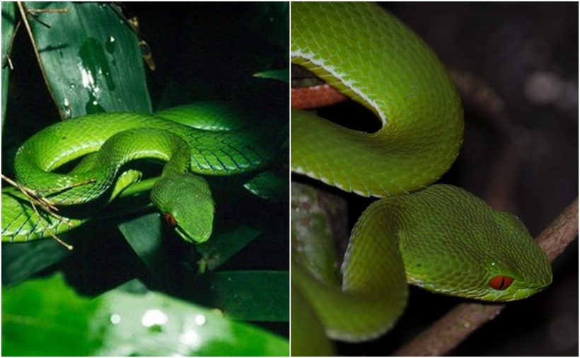 Cryptelytrops rubeus có đôi mắt hồng ngọc, trong khi một loài rắn lục mới khác cùng chi, Cryptelytrops cardamomensis, sống ở dãy núi Cardamom có mắt màu vàng.