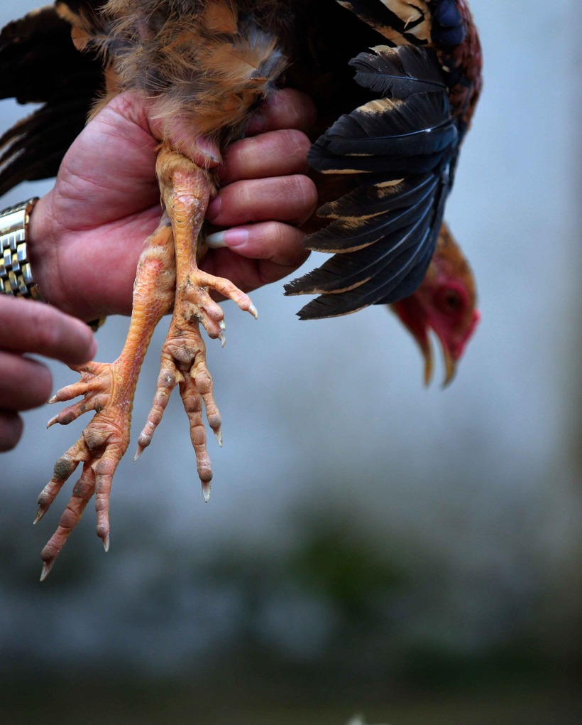 Gà nhiều cựa loại cơ bản sẽ có giá từ 300.000 - 500.000 đồng/con. Ảnh sưu tầm.