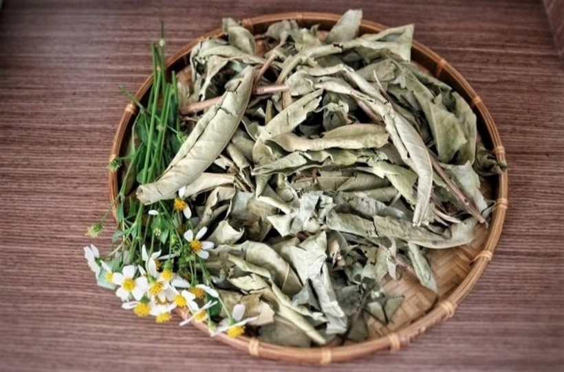 Lá vối phơi khô còn là một "thần dược" cho hệ tiêu hóa. Ảnh minh họa