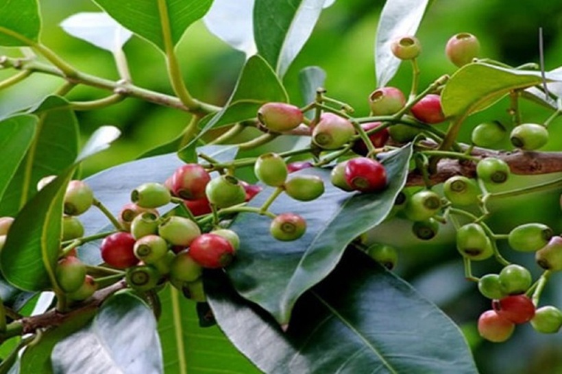 Nước lá vối là một thức uống tốt cho sức khỏe, nhưng cần sử dụng đúng cách và với lượng vừa phải.