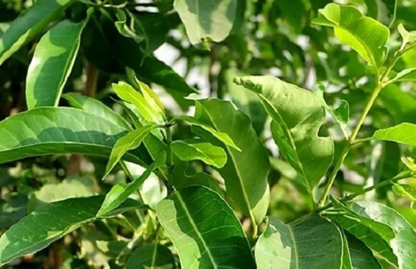Trong lá vối có chứa nhiều thành phần có lợi cho sức khỏe như tanin, flavonoid, tinh dầu và các vitamin.