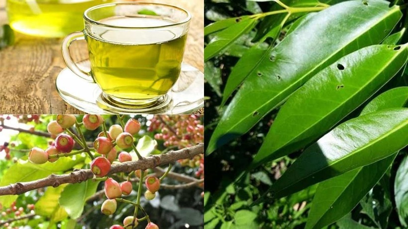Lá vối là một loại lá quen thuộc với người dân Việt Nam, thường được dùng để pha trà uống giải khát.