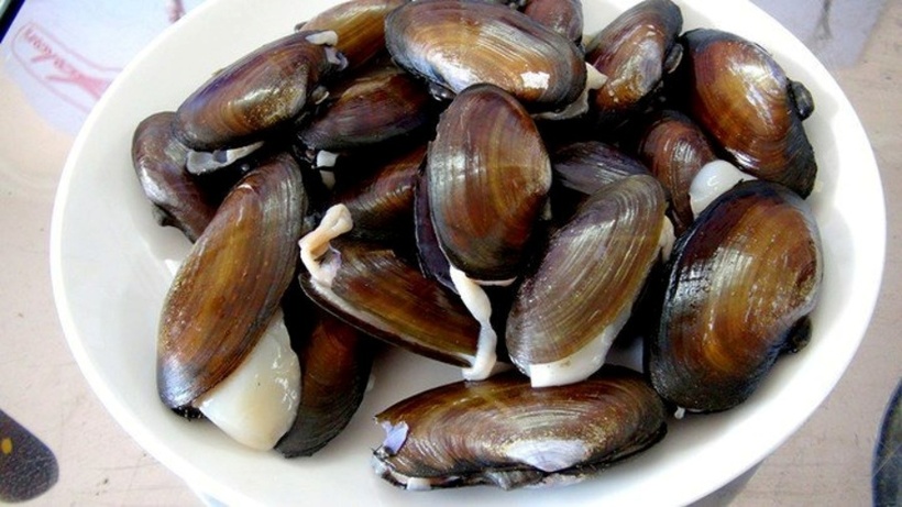 Phi trông giống con trai biển, nhưng vỏ mỏng hơn.