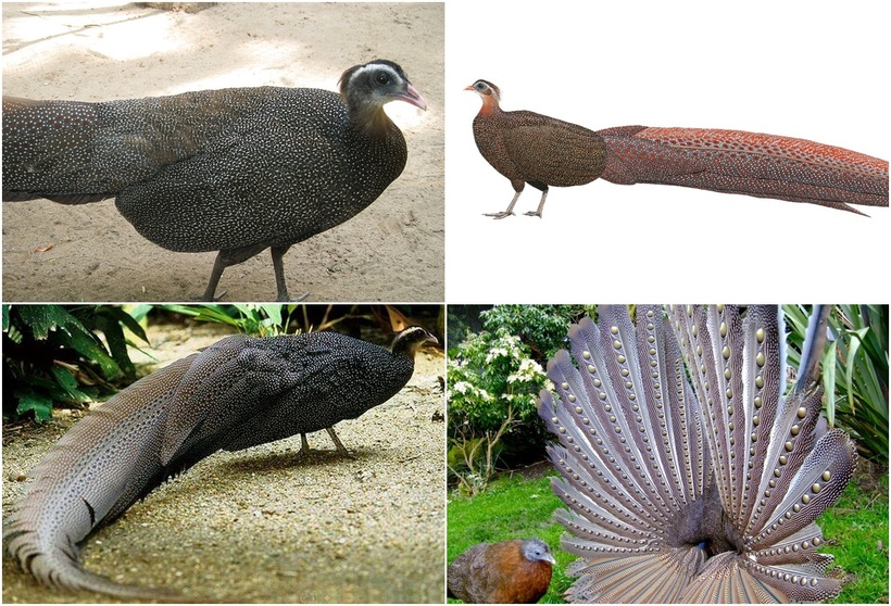 Chim trĩ sao Việt Nam có lông tựa trời sao, lông đuôi dài tới gần 2m. (Ảnh: Sách đỏ IUCN)