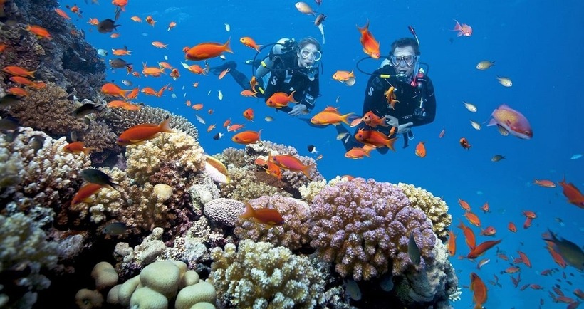 Các dải san hô nơi dây được xếp vào bậc nhất Việt Nam về mức độ phong phú với 17 loại cứng, mềm và hải quỳ khác nhau.