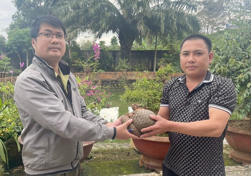 Hạt Kiểm lâm TP Bảo Lộc đã tổ chức tiếp nhận một cá thể tê tê Java quý hiếm có trọng lượng 2,2kg từ gia đình ông Lê Vạn Hà. Ảnh: Báo Dân trí.