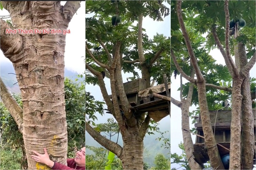 Đoạn to nhất của thân cây nằm ở phía trên, cách xa so với một người cao 1,75m. Ảnh: Vietnamnet.