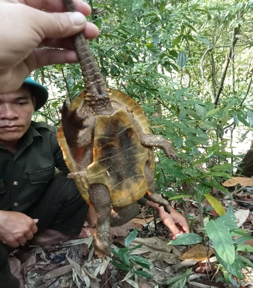 Trước đó, vào sáng 10/4/2024, trong lúc đi tuần tra, bảo vệ rừng các thành viên Trạm Quản lý bảo vệ rừng và PCCC số 4 (đóng tại huyện Bắc Trà My, tỉnh Quảng Nam) đã phát hiện một con rùa đầu to bị mắc kẹt vào dây rừng tại một khe suối ở xã Trà Giang (huyện Bắc Trà My).