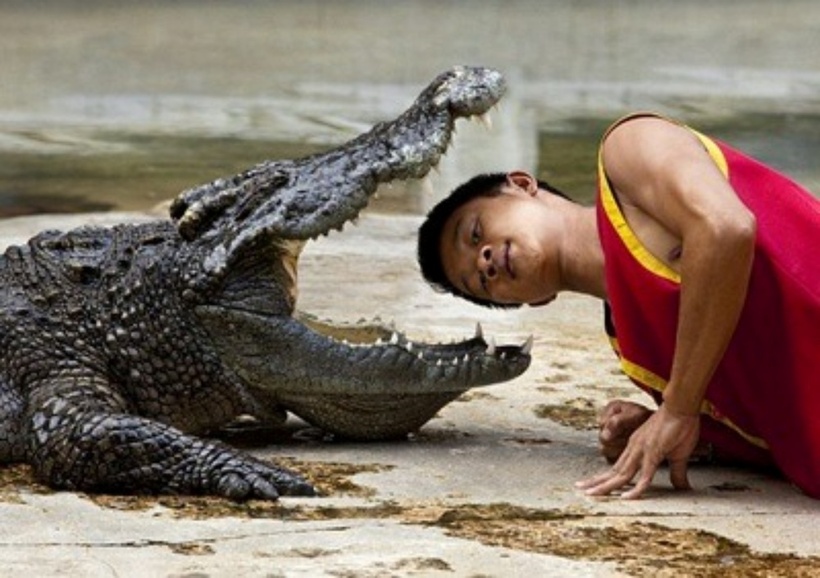 Somphop mạo hiểm đưa đầu mình vào trong miệng cá sấu. Ảnh: DM.
