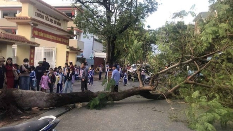 Cây phượng bị đổ trước cổng trường tiểu học. Ảnh: Lao Động