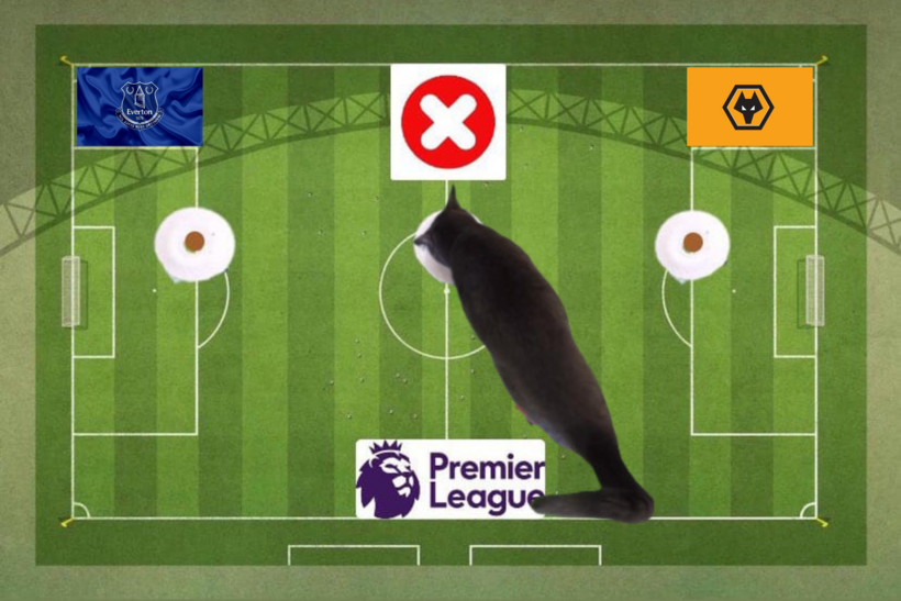 Dự đoán của chú mèo tiên tri trước trận Everton vs Wolves