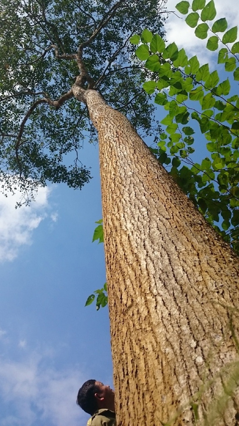 Một cây gù hương. Ảnh: Thanh Niên