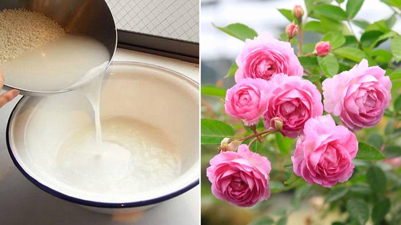 Không phải cây nào cũng phù hợp với nước gạo lên men.