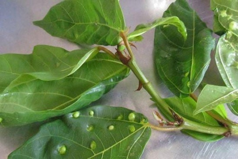 Nước lá sung giúp hỗ trợ bệnh gan, chữa nhức đầu, làm thuốc bổ cho người ốm yếu suy nhược. Ảnh minh họa