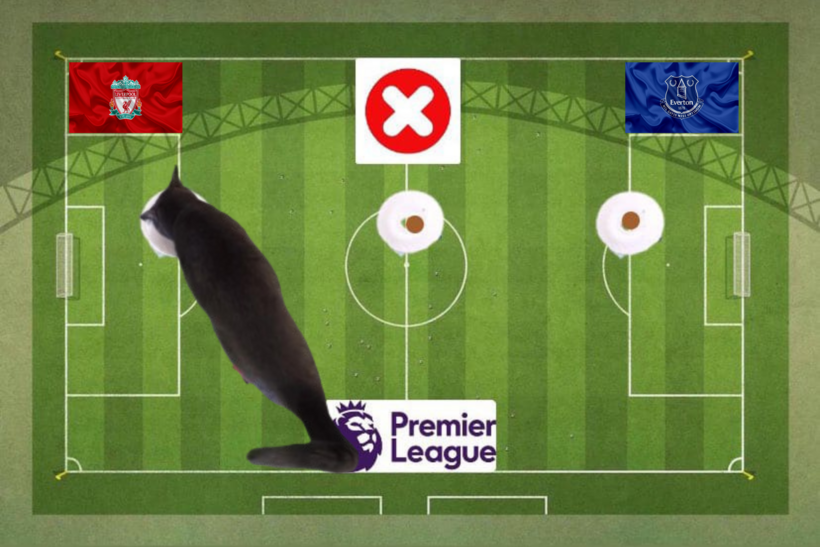 Dự đoán của chú mèo tiên tri trước trận Everton vs Liverpool