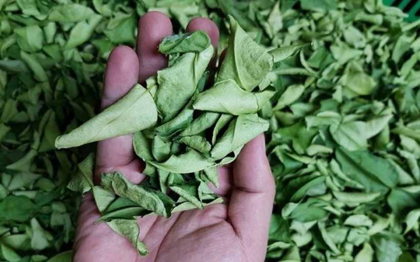 Ít ai biết rằng lá chanh có chức năng kháng sinh để bảo vệ cơ thể khỏi bệnh tật. Ảnh minh họa