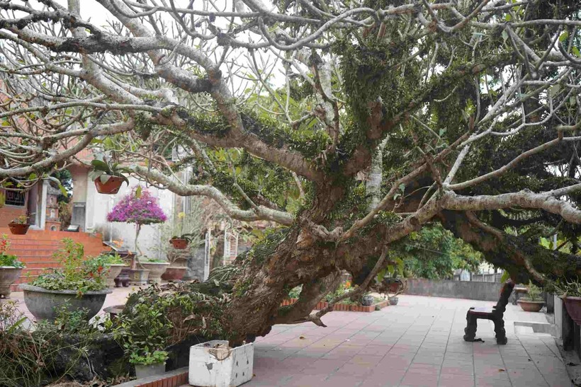 Cây đại uy nghiêm tăng thêm nét cổ kính cho khuôn viên chùa. Người dân làng luôn chăm sóc gìn giữ cây đại như “chứng nhân” lịch sử, là báu vật, niềm tự hào của quê hương.
