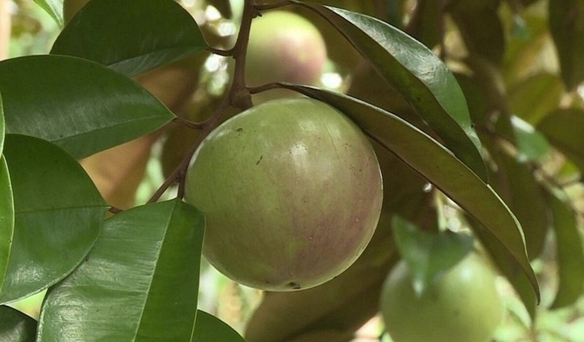 Vú sữa xanh có chứa nhiều nhựa chát, gây khó chịu cho dạ dày và ảnh hưởng đến hệ tiêu hóa.