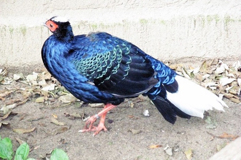 Giống gà lôi này có tên khoa học là Lophura hatinhensis