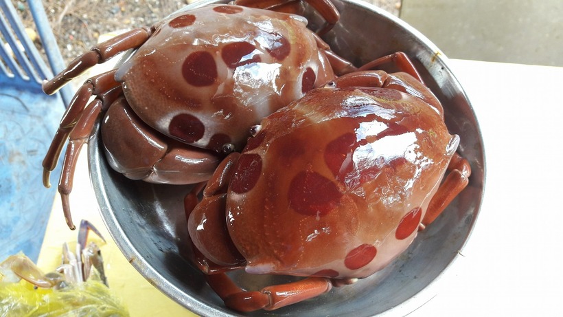 Thịt cua mặt trăng thơm, ngọt, săn chắc, giàu chất khoáng, chứa lượng lớn khoáng chất cần thiết cho cơ thể. Ảnh sưu tầm.