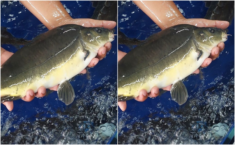 Cá chuỗi ngọc (cá chép không vảy) là một loại hải sản đặc biệt với thịt chắc, ngọt và thơm.