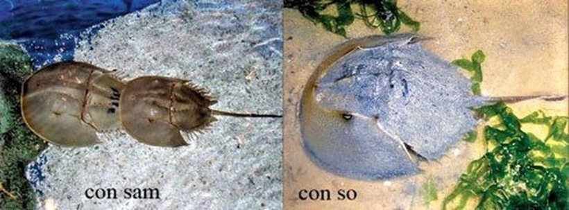 Con so có hình dáng rất giống con sam. Ảnh: Cục An toàn thực phẩm