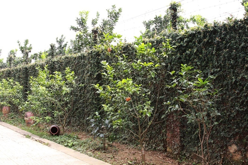 Bà trồng cam canh dọc lối đi vào nhà.