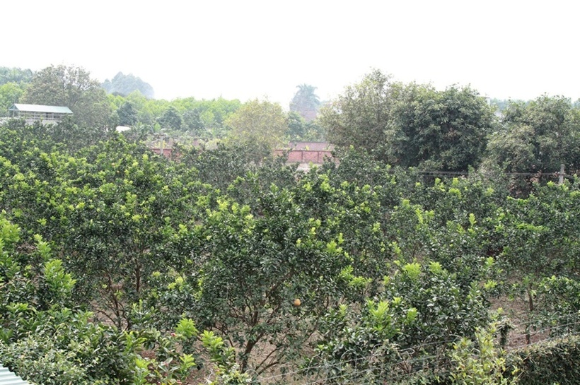 Phía sau nhà, NSND Thanh Hoa trồng các loại cây ăn quả như cam, táo, bưởi...