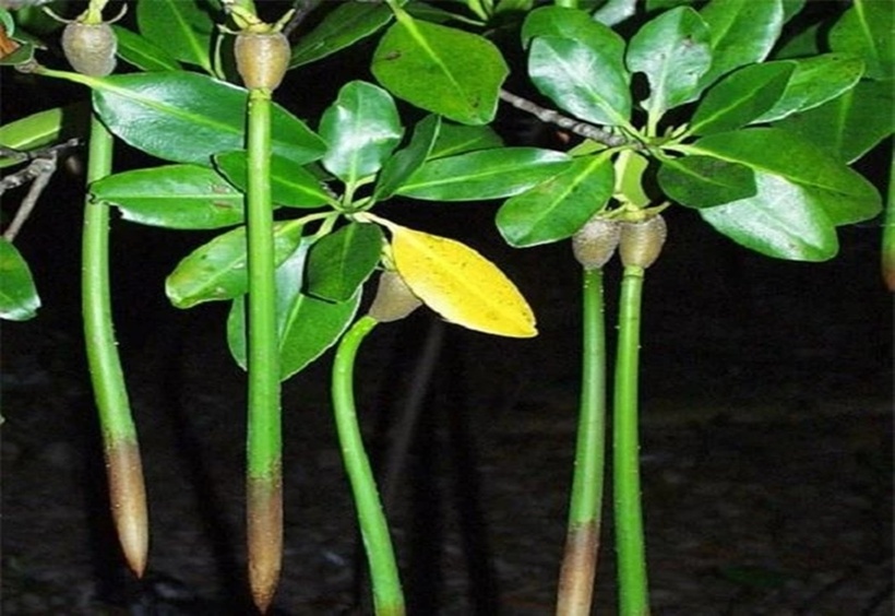 Nói cách khác, cách “sinh con” và “nuôi con” kỳ lạ này của cây vẹt đen cũng tương tự như hiện tượng sinh sản của các loài động vật: sau khi mang thai, sinh con, những “bà mẹ” sẽ nuôi nấng, chăm sóc những đứa con của mình cho đến khi chúng “đủ lông đủ cánh”, đủ khả năng sinh sống độc lập mới để chúng rời đi.