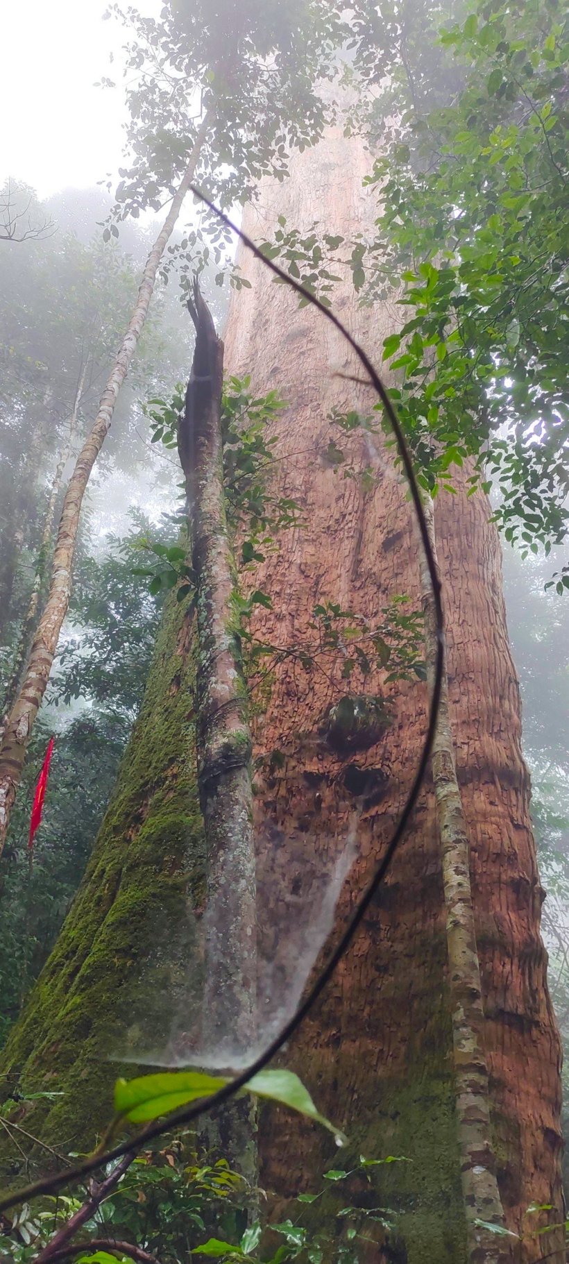 Cây Sa mu dầu có tên khoa học là Cunninghamia konishii Hayata, thuộc họ Hoàng đàn (Cupressaceae).
