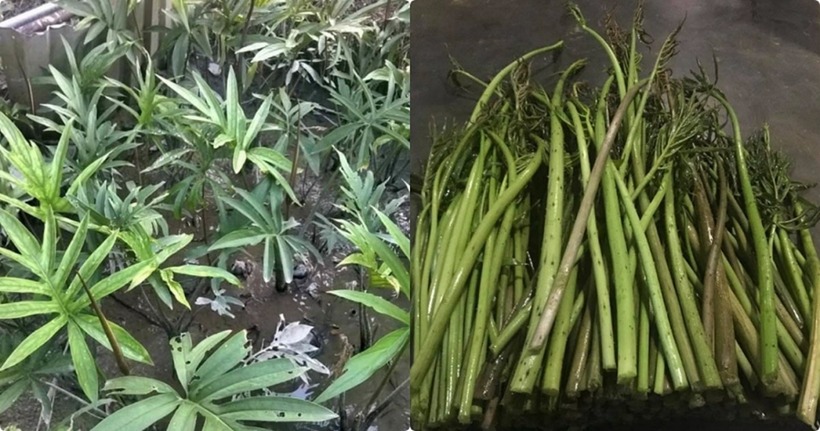 “Tiên dược” cho “người nghèo” giúp tăng cường chức năng gan, đẹp da - 1